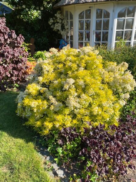 Orangenblume 'Aztec Gold' / Orangenblume 'Aztec Gold'