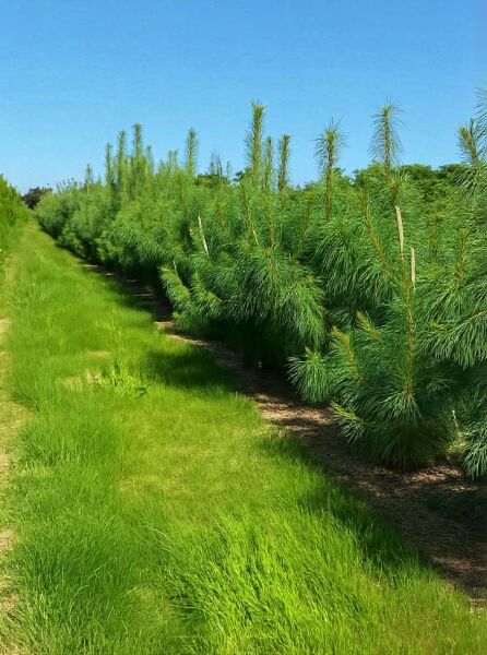 Pinus wallichiana (Tränen-Kiefer) 175–200 cm, Containerpflanze mit langen, weichen Nadeln und aufrechten Trieben in Reihe im Feld.