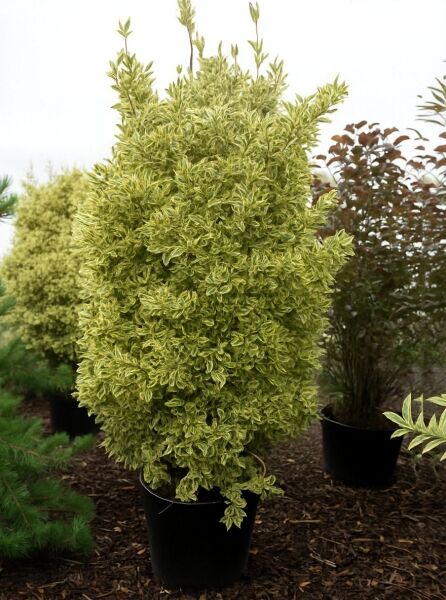 Japanischer Spindelstrauch (Euonymus japonicus) 'Bravo', 175–200 cm, C150, buschiger Strauch mit gelbgrün panaschierten Blättern.