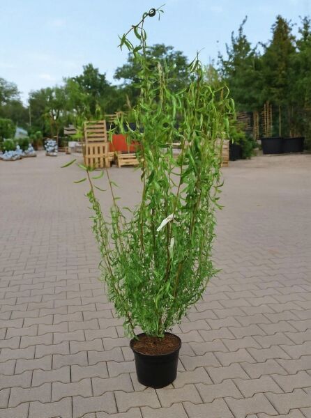 Salix matsudana 'Tortuosa' (Korkenzieher-Weide) 125–150 cm im Container C12, schlanke Pflanze mit gedrehten Trieben und schmalen Blättern