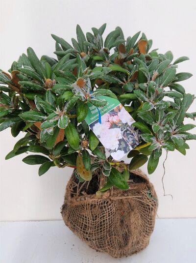 Rhododendron 'Best Dane' (Rhododendron yakushimanum) Solitär m. B., 50–60 cm Breite, kompakter Strauch im Wurzelballen mit Jute