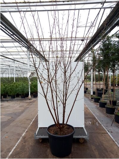 Japanische Kornelkirsche (Cornus officinalis) 250–300 cm C130, mehrstämmiger Strauch im großen Pflanzcontainer mit kahlen Trieben