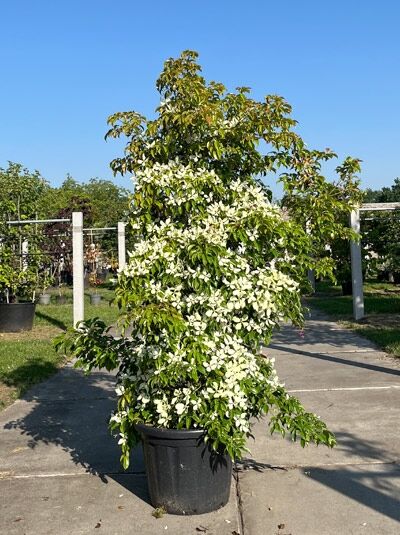 Hongkong-Hartriegel 200-250 cm - Cornus hongkongensis (1567050)