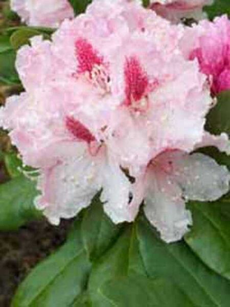Rhododendron Hybride 'Le Progrès' / Rhododendron 'Le Progrès'