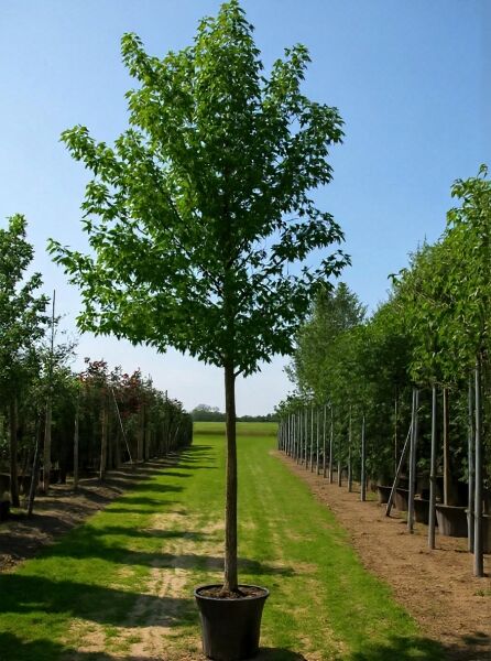 Liquidambar styraciflua 'Worplesdon' / Amberbaum 'Worplesdon' Hochstamm 18-20 StU im Container mit grüner Krone