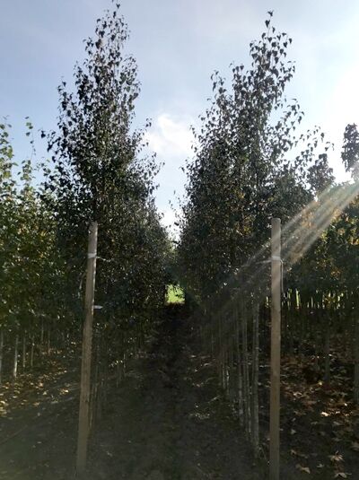 Blut-Birke (Betula pendula 'Purpurea') Hochstamm 12-14 StU im Container, Baum mit rötlich-dunklem Laub und schlankem Stamm.