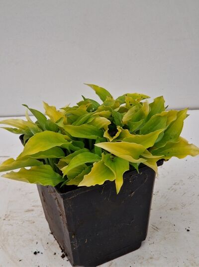 Herzblattlilie Hosta nakaiana 'Hydon Sunset' P9 im Topf, gelbgrüne, breite Blätter in dichter Rosette.