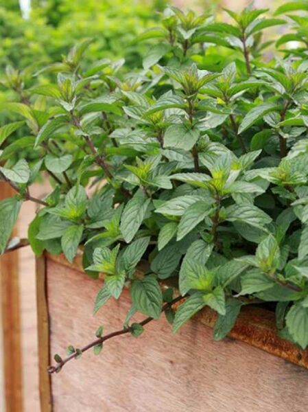 Schokoladen-Minze / Schokoladen-Minze