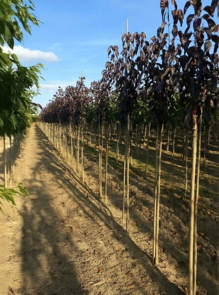 Prunus serrulata 'Royal Burgundy', Rotblättrige Nelken-Kirsche 'Royal Burgundy' Hochstamm, Reihe junger Bäume mit dunklem Laub