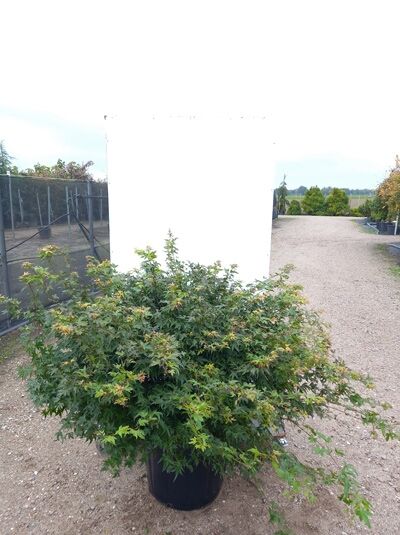 Zwerg-Fächer-Ahorn 'Little Princess' (Acer palmatum) 125–150 cm breit im Container C50, buschiger Wuchs, gelapptes grünes Laub.