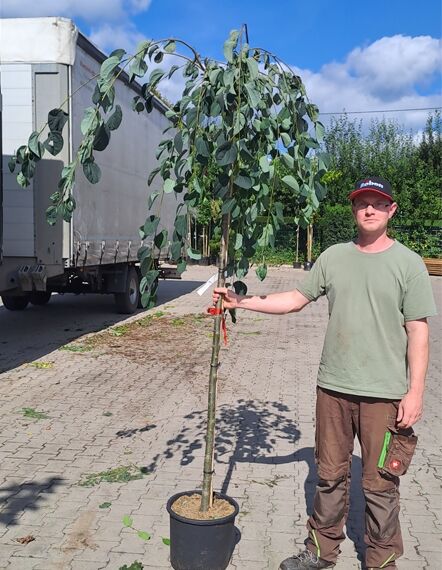 Cercidiphyllum japonicum 'Pendulum' Judasblatt, Kuchenbaum, 150 cm Stamm: Hochstamm im Container C12 mit überhängenden Trieben