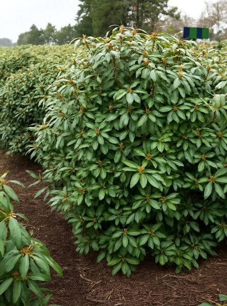Rhododendron Hybride 'Roseum Elegans' / Rhododendron 'Roseum Elegans' 160-180 cm m. B., Solitär, buschiger Strauch mit grünen Blättern
