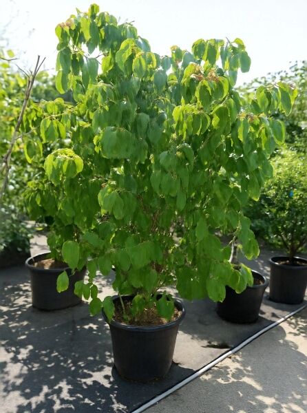 Japanischer Blumen-Hartriegel (Cornus kousa 'Satomi ®') im Container, 175–200 cm, C90, mit dichtem grünem Laub.