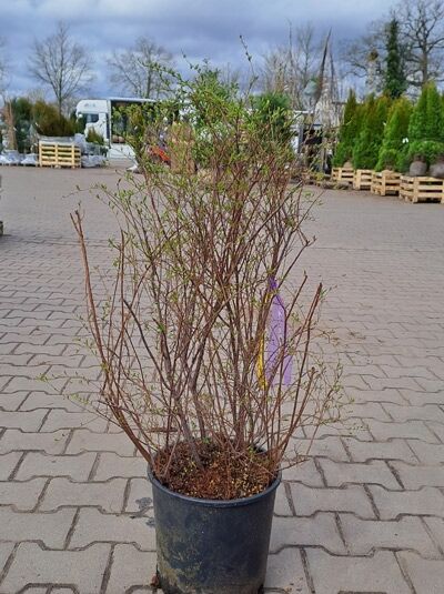 Japanische Strauch-Spiere 'June Bride' / Japanische Strauch-Spiere 'June Bride'