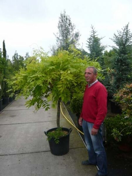 chinesischer Blauregen 'Prolific' Stämmchen / chinesischer Blauregen 'Prolific' Stämmchen