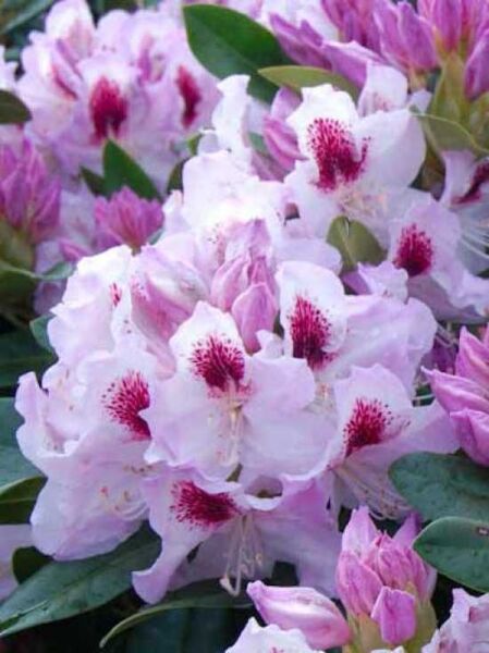 Rhododendron Hybride 'Gundula' / Rhododendron 'Gundula'