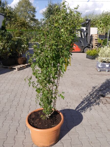 Garten-Eibisch 'Lady Stanley' / Strauch-Eibisch 'Lady Stanley' / Hibiscus syriacus 'Lady Stanley'