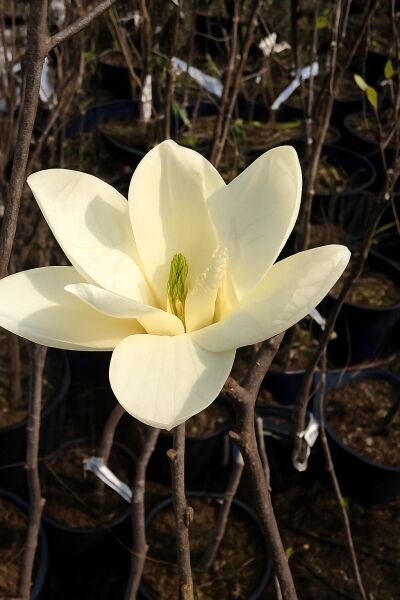 Yulan-Magnolie 'Double Diamond' / Yulan-Magnolie 'Double Diamond'