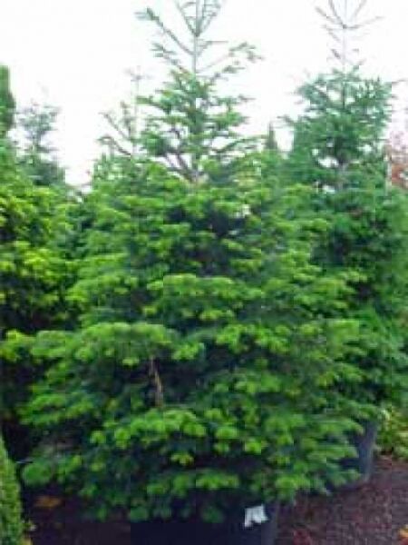 Delavays Tanne 'Green Giant' / Abies delavayi 'Green Giant'
