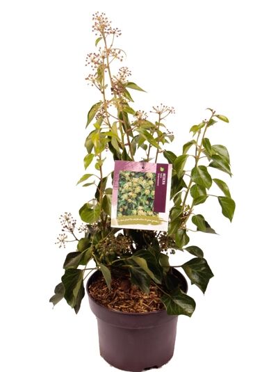 Strauch-Efeu 'Arborescens' / Hedera helix 'Arborescens'