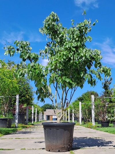 Chinesischer Blumen-Hartriegel 'China Girl' 200-250 cm / Chinesischer Blumen-Hartriegel 'China Girl' 200-250 cm