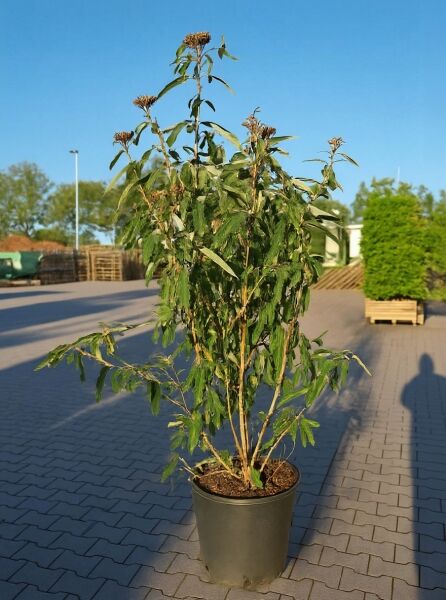 Viburnum rhytidophyllum / Runzelblättriger Schneeball, Strauch im Container C50, Höhe 150–175 cm, mit länglichen grünen Blättern.
