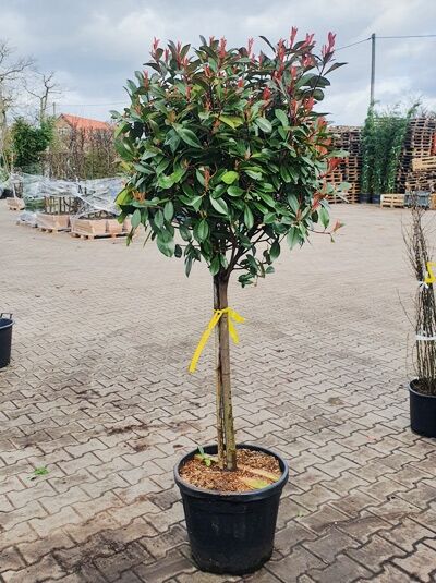 Glanzmispel 'Red Robin' (Hochstamm / Stmmchen) - Photinia fraseri 'Red  Robin'