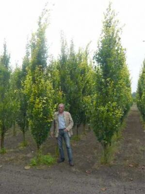 Sulen-Buche 'Gold' - Fagus sylvatica 'Dawyck Gold' - Baumschule NewGarden