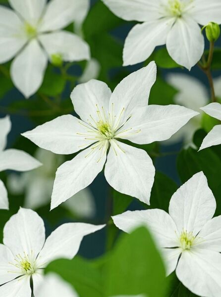 Waldrebe Clematis Hybride 'So Many White Flowers' ('Zobast') PBR mit weißen Blüten und gelbgrüner Mitte, Nahaufnahme