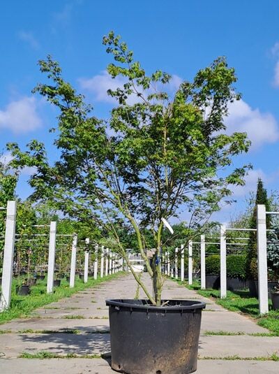 Fächer-Ahorn / Japanischer Ahorn  / Fächer-Ahorn / Japanischer Ahorn 