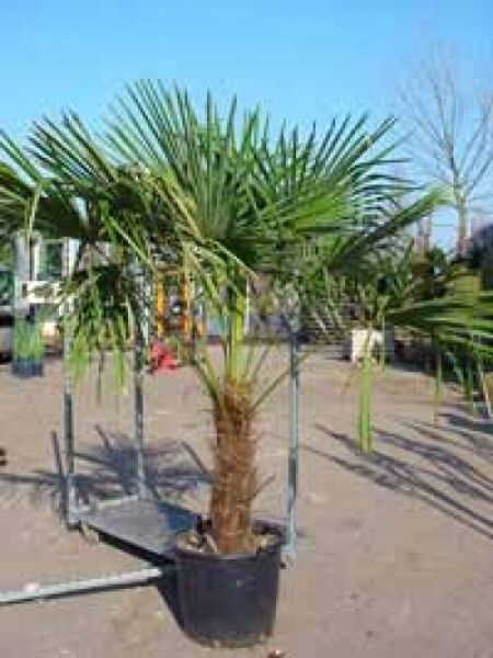 Chinesische Hanfpalme / Chinesische Hanfpalme