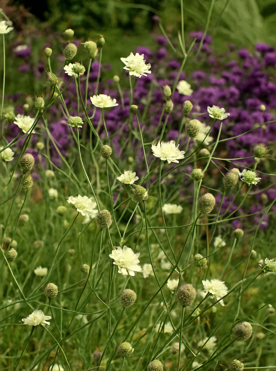 Gelbe Skabiose 'Moon Dance' - Scabiosa ochroleuca 'Moon Dance ...