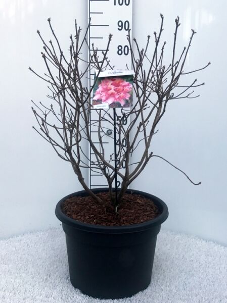 Laubabwerfende Azalee Azalea luteum 'Berryrose' (Knap-Hill), 60–70 cm, im C20-Topf, mehrtriebiger Strauch mit kahlen Zweigen.