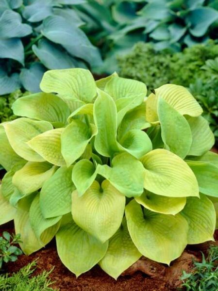 Großblättrige Garten-Funkie 'Sum and Substance' (Hosta cultorum) mit großen, herzförmigen, gelbgrünen Blättern in Horstform.