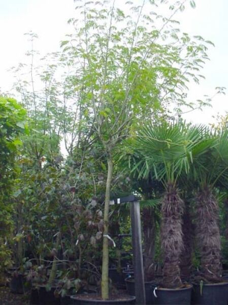 Seidenbaum (Albizia julibrissin) Hochstamm 20-25 StU im Container, junger Baum mit schlankem Stamm und gefiedertem Laub.