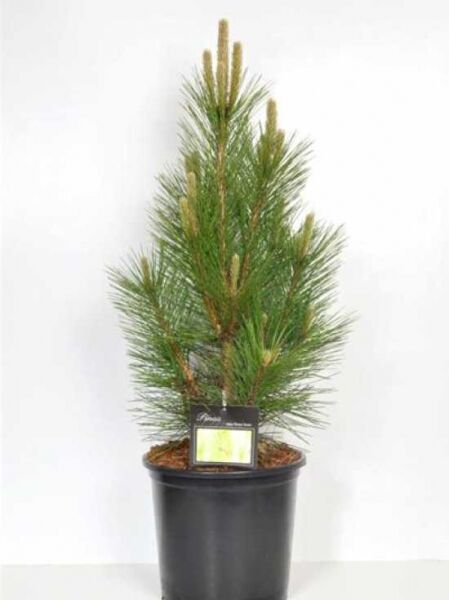 Pinus nigra 'Green Tower' / Säulen-Schwarzkiefer