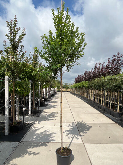 Säulen-Felsenbirne 'Rainbow Pillar' - Amelanchier Canadensis 40-80cm