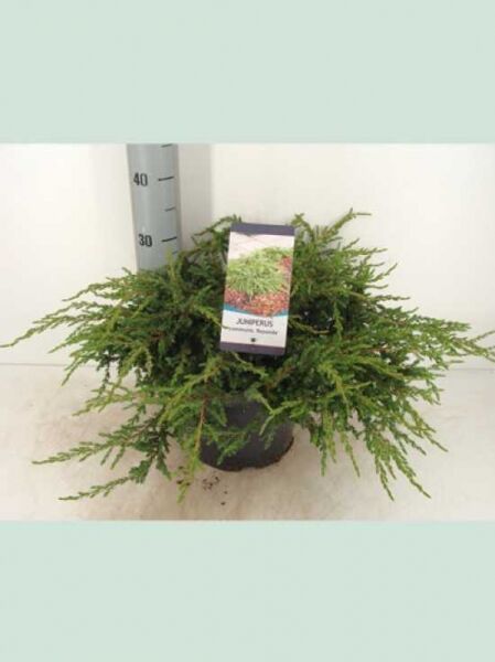 Kriechender Wacholder 'Repanda' (Juniperus communis 'Repanda') 30–40 cm breit im schwarzen Pflanztopf mit Etikett (C7)