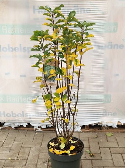 Säulen-Felsenbirne 'Obelisk' (Amelanchier alnifolia 'Obelisk') 80–100 cm im Topf C12, mehrtriebig mit gelben Blättern