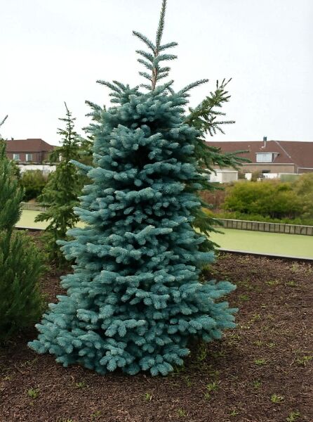 Picea pungens 'Erich Frahm' / Stech-Fichte 'Erich Frahm', aufrecht wachsender Nadelbaum mit blaugrünen Nadeln.