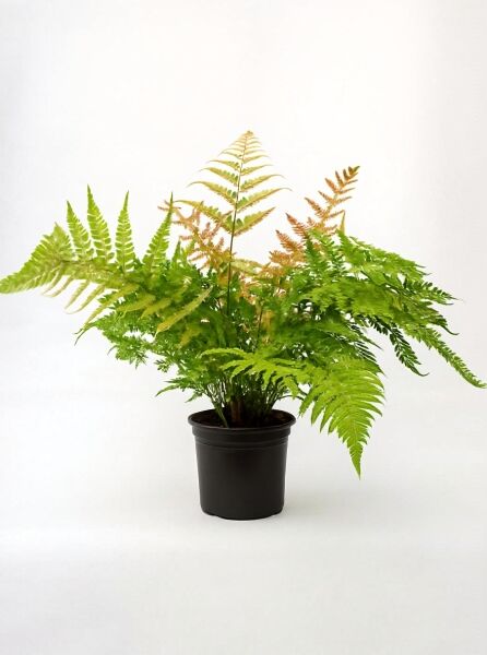 Dryopteris erythrosora (Rotschleierfarn) C5 im schwarzen Topf, grüne Farnwedel mit rötlich-braunen Austrieben.