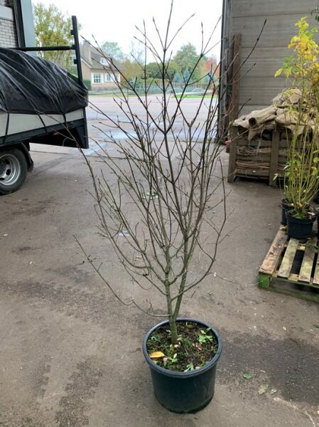 Großfrüchtiges Pfaffenhütchen (Euonymus planipes), mehrtriebiger Strauch im Pflanztopf, Variante 125-150 cm C20.