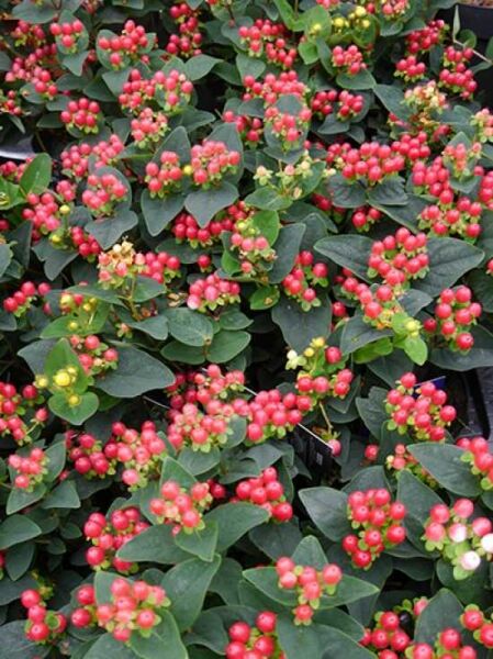 Hypericum 'Miracle Wonder' / Johanniskraut 'Miracle Wonder'