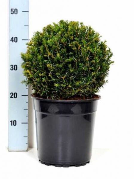 heimische Eibe 25-30 cm (C5) Taxus baccata 'Kugel'