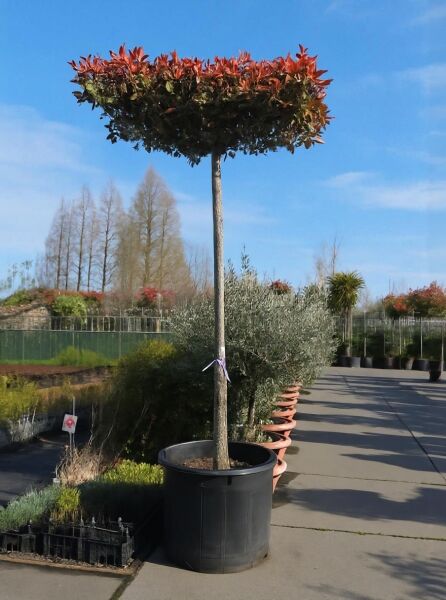 Photinia fraseri 'Red Robin' / Glanzmispel 'Red Robin' Hochstamm (Dachform) im Container mit rotem Austrieb