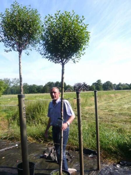 Prunus fruticosa 'Globosa' / Kugel-Steppen-Kirsche 'Umbraculifera', Hochstamm mit kugeliger Krone im Container, 200 cm Stamm 10–12 StU