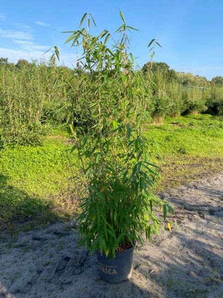 Elfenbeinbambus 'Ivory Ibis' ® / Elfenbeinbambus 'Ivory Ibis' ®