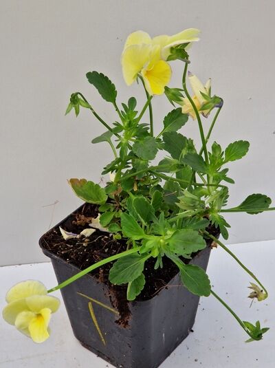 Viola cornuta „Etain“ / Horn-Veilchen „Etain“ P9 im Topf mit gelben Blüten und grünem Laub.