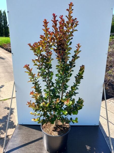 Lagerstroemia indica 'Pink Velour' / Indische Lagerströmie 'Pink Velour', mehrtriebiger Strauch im Container C20, 125-150 cm