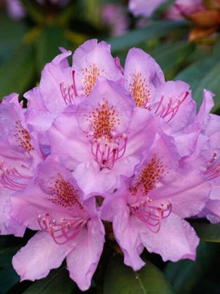 Rhododendron catawbiense 'Grandiflorum' / Catawba-Rhododendron 'Grandiflorum'